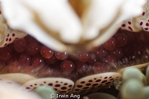 R E D . D O T
Porcelain crab (Porcellanidae)
Anilao, Ph... by Irwin Ang 